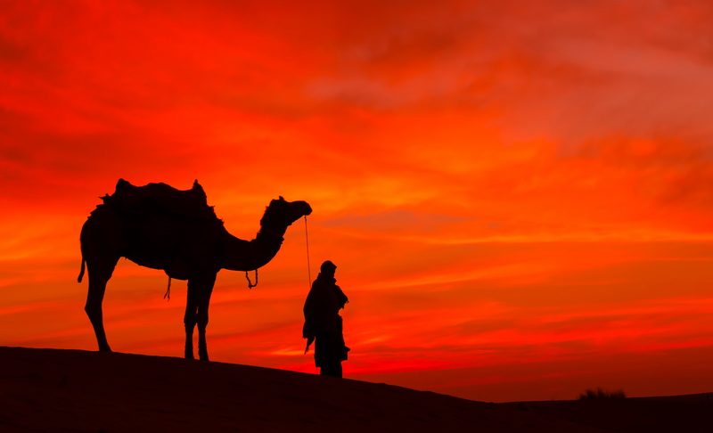 Man holding a camel