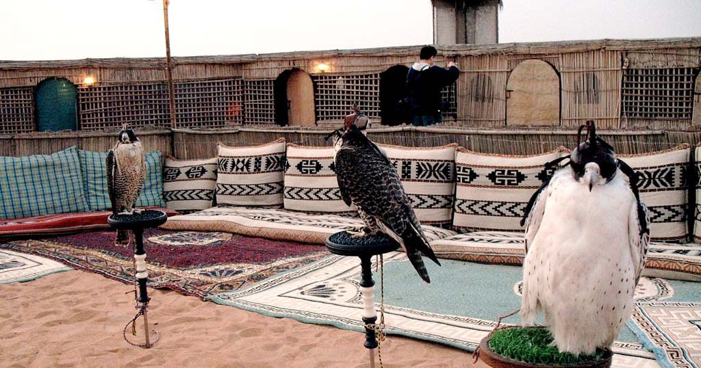 Falcons in the desert safari camp.