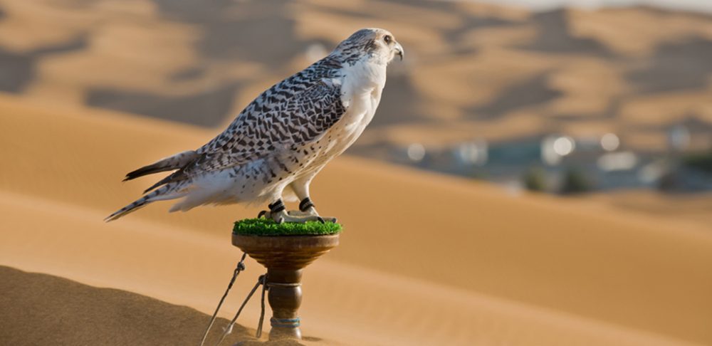 falcon standing on a wooden stand