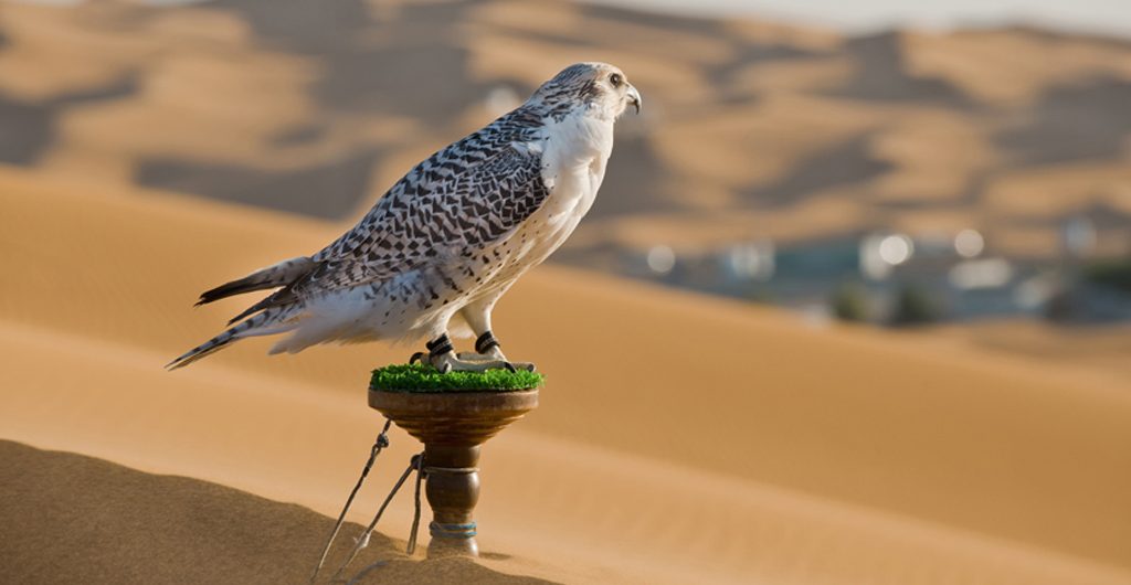 Falconry | Traditional Sport and Symbol of the UAE
