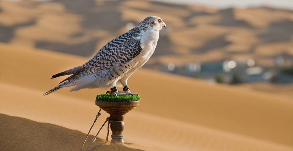 falcon standing on a wooden stand