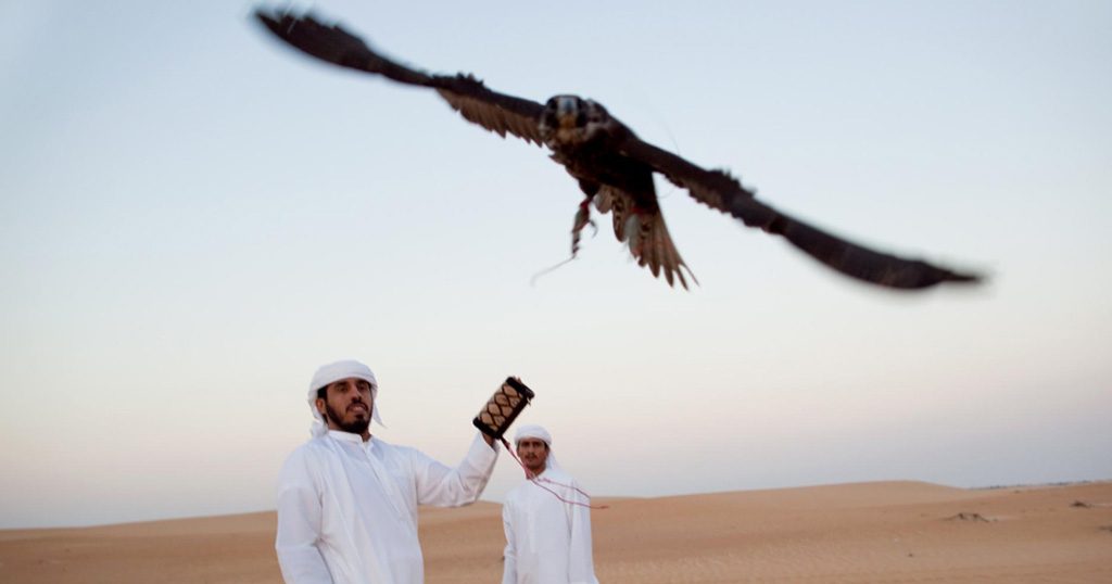 Falcon racing in Dubai.