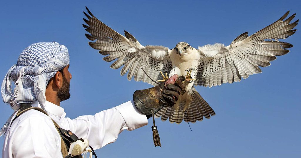 Training the falcon in Dubai
