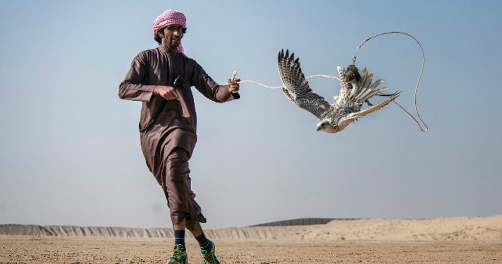 Shotgun falconry