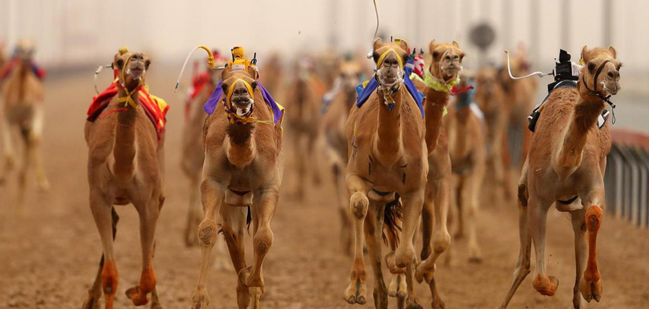 camel racing robots in dubai