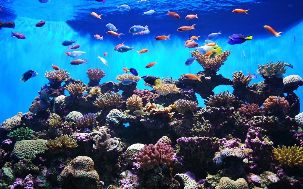 fish aquarium sharjah