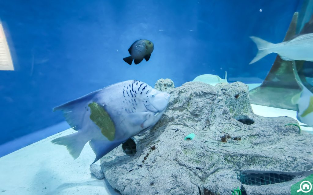 aquarium sharjah