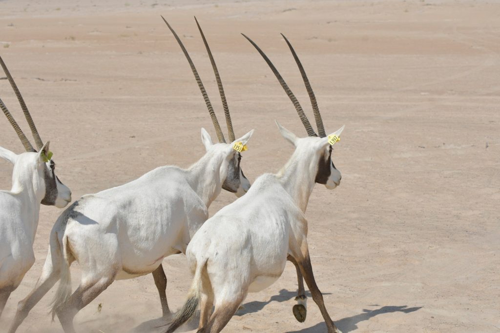 National Animal Of UAE | Arabian Oryx
