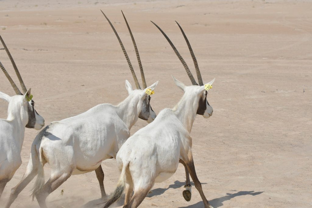 national animal of uae arabian oryx