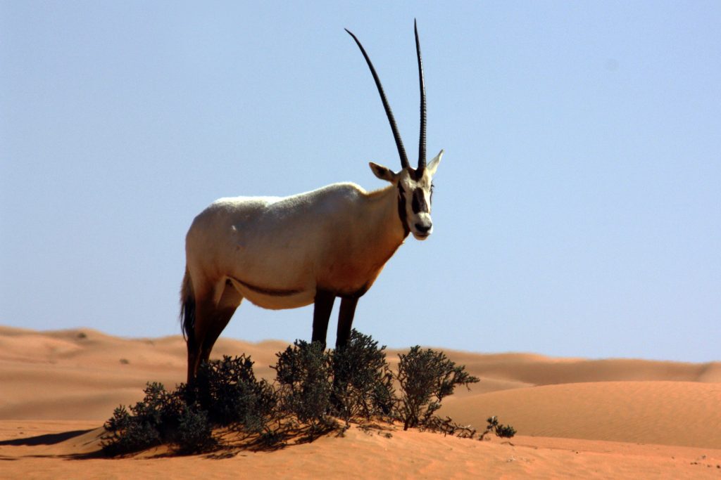 the national animal of uae