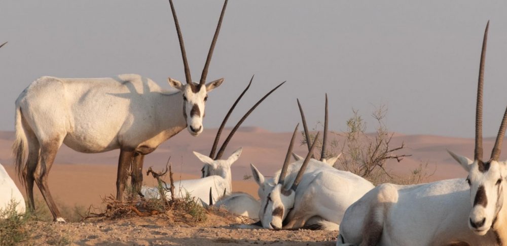 national animal of uae