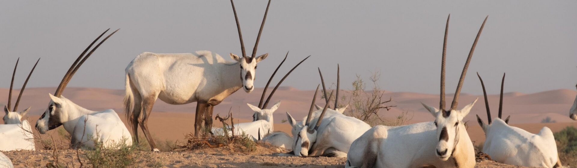 National Animal Of UAE | Arabian Oryx
