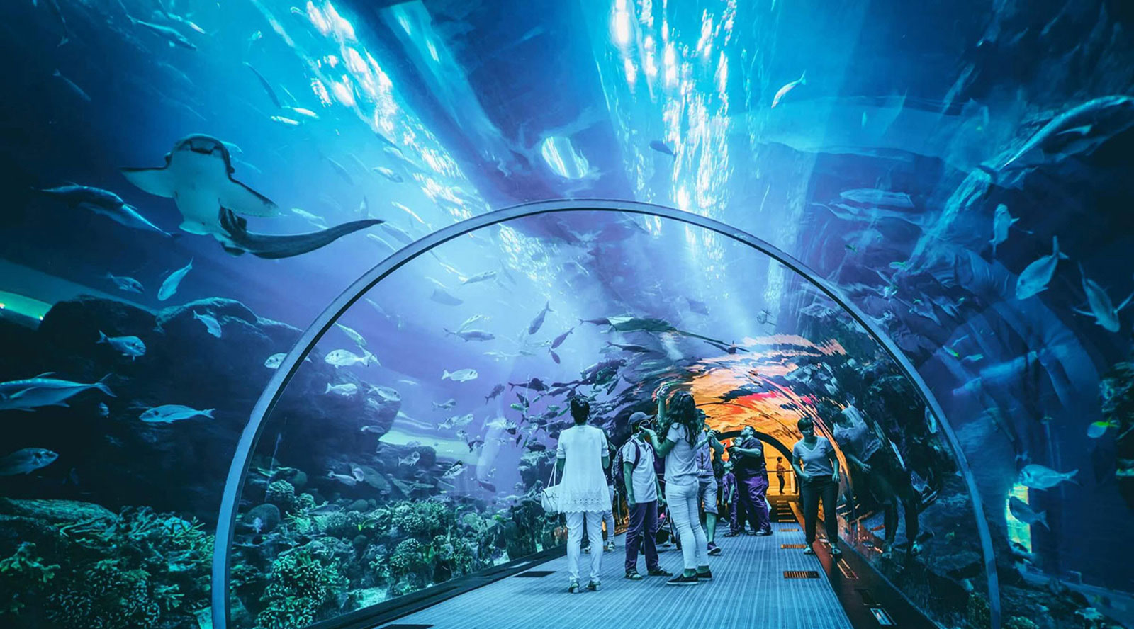 Sharjah Aquarium | The Best Attraction in Sharjah