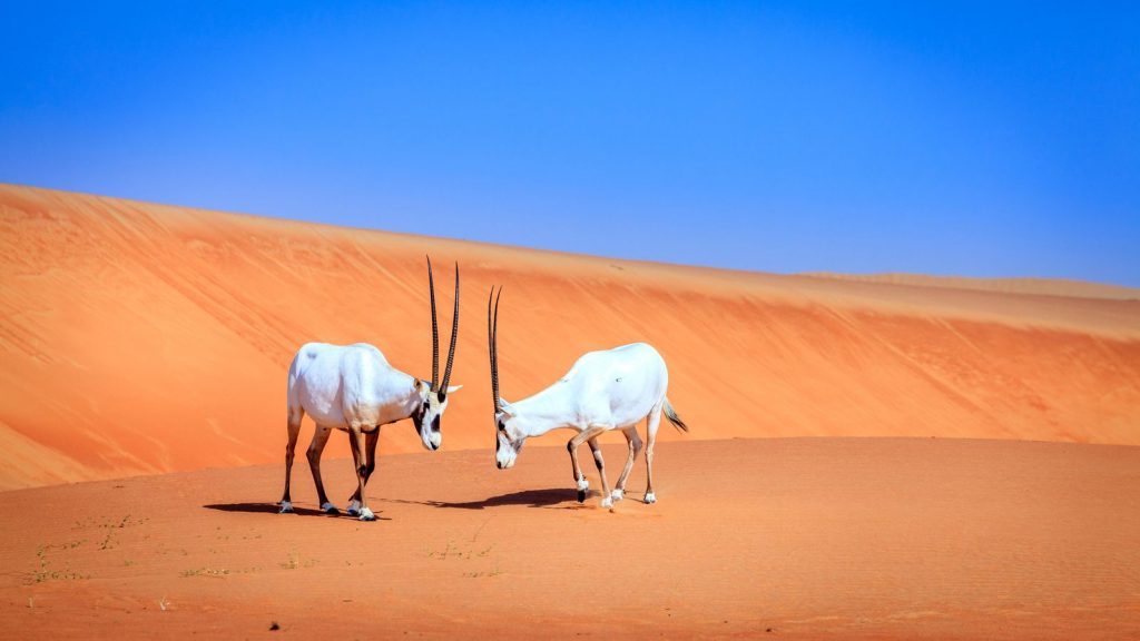 why is the arabian oryx the national animal of uae