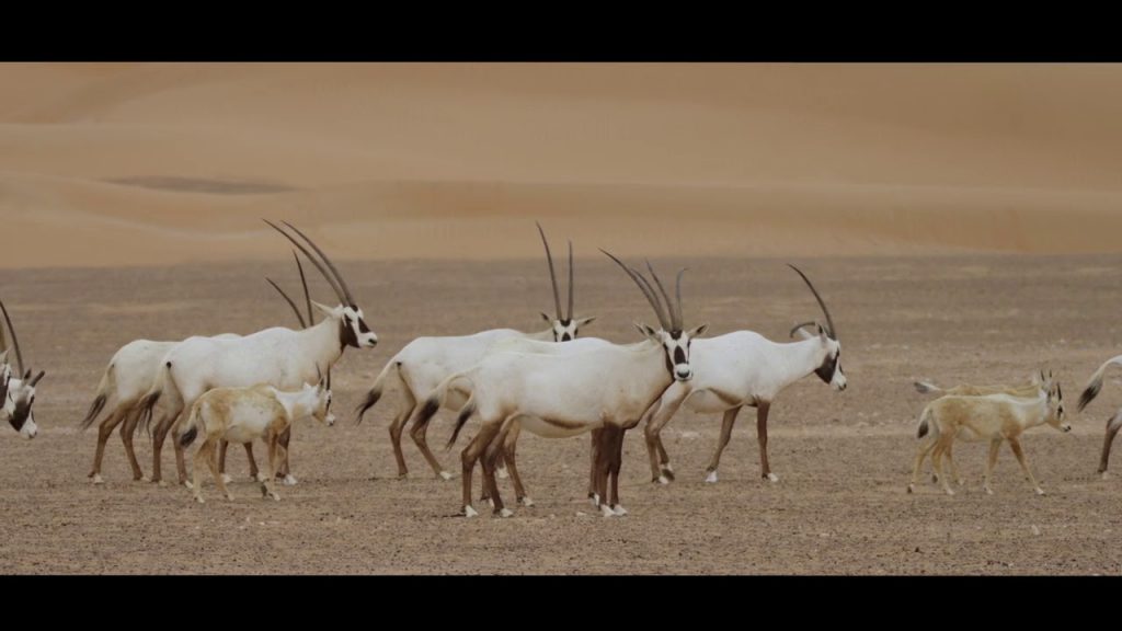 which is the national animal of uae