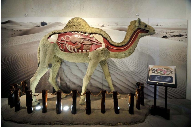 camel body structure