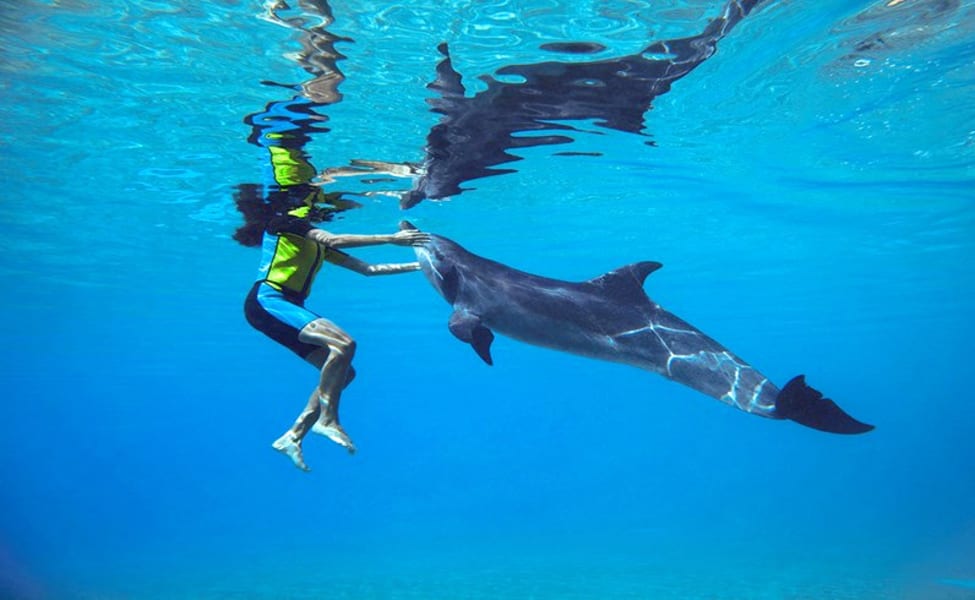 swimming with dolphins atlantis dubai