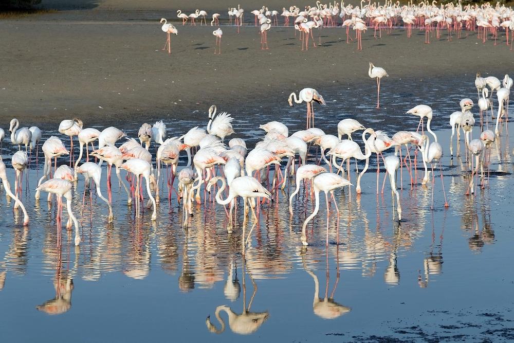 RAS AL KHOR WILDLIFE SANCTUARY