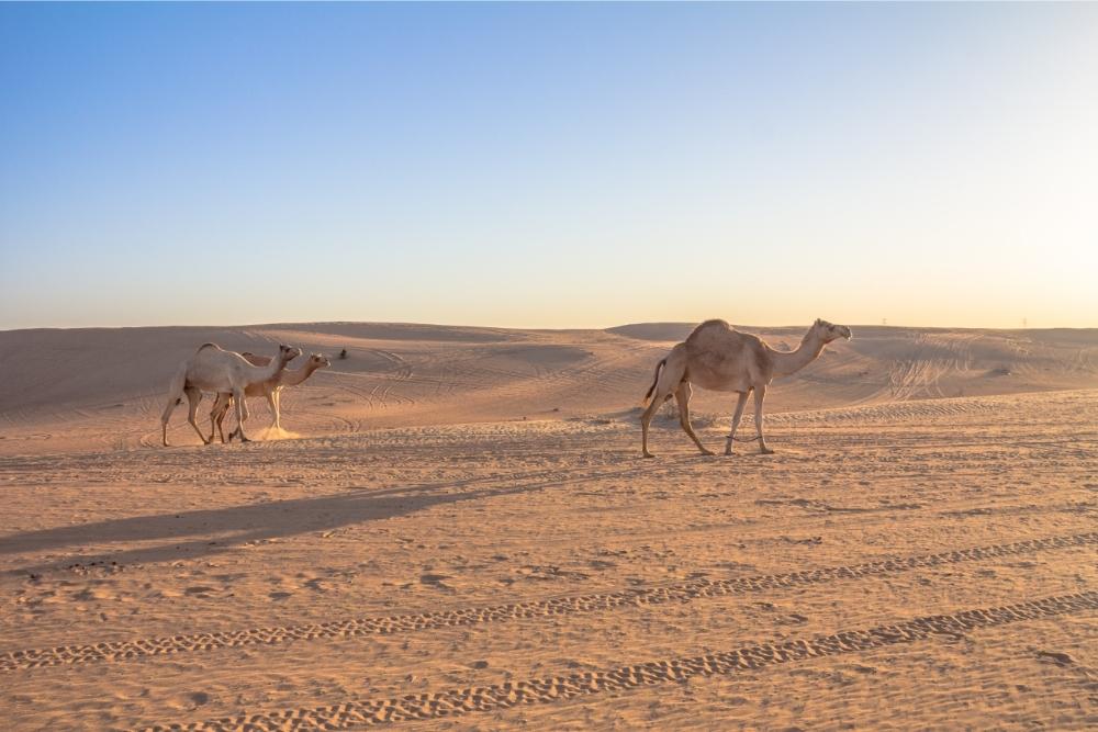 Sharjah Desert Park