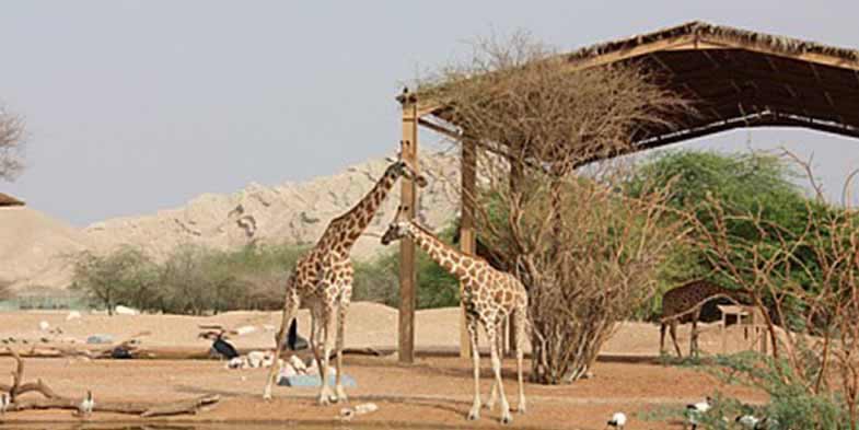 Spot the endangered Giraffes during a visit to the Al Ain Zoo