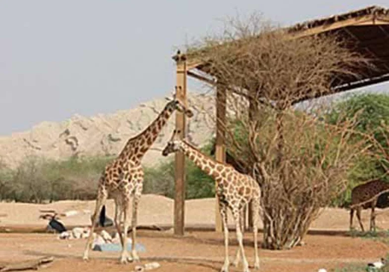 Al-Ain-Zoo-in-dubai