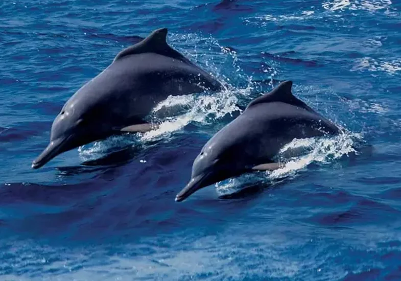 Dolphins-at-Musandam-Khasab in Duabi